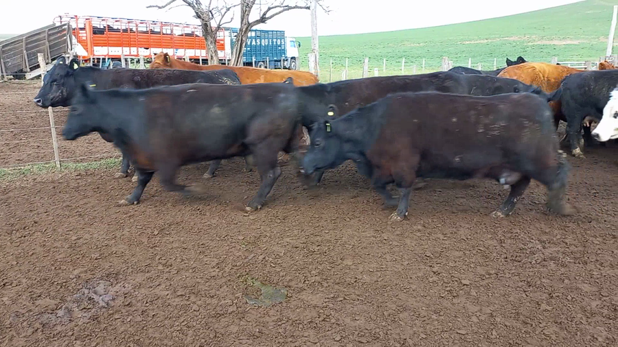 Lote 26 Vacas medio uso C/ cria en Buenos Aires, Tornquist