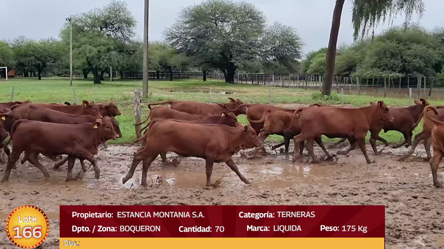 Lote LOTE  166