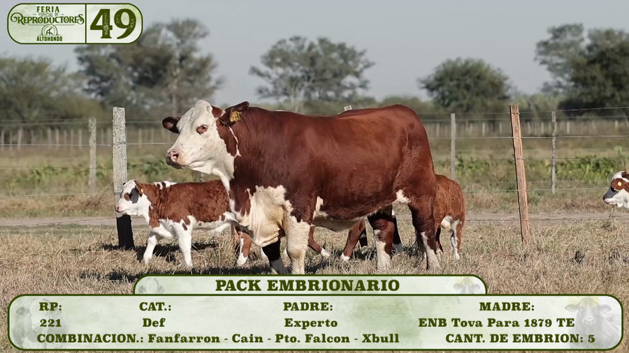 Lote LOTE 49