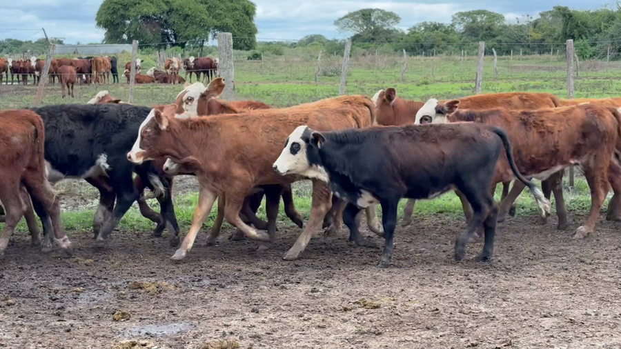 Lote 80 Terneras