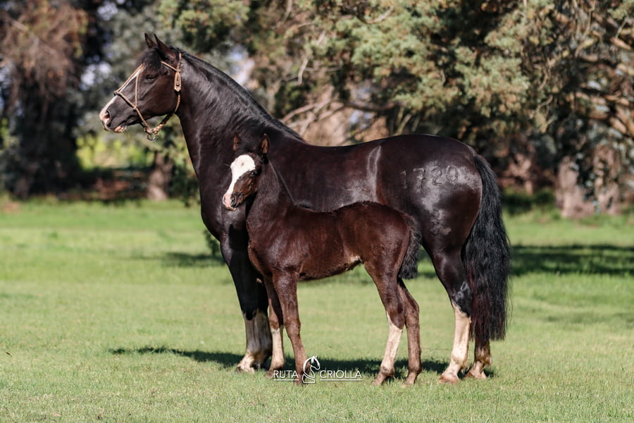 Lote Ñandu Ay Que Buena