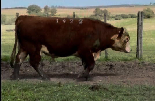 Lote Polled Hereford