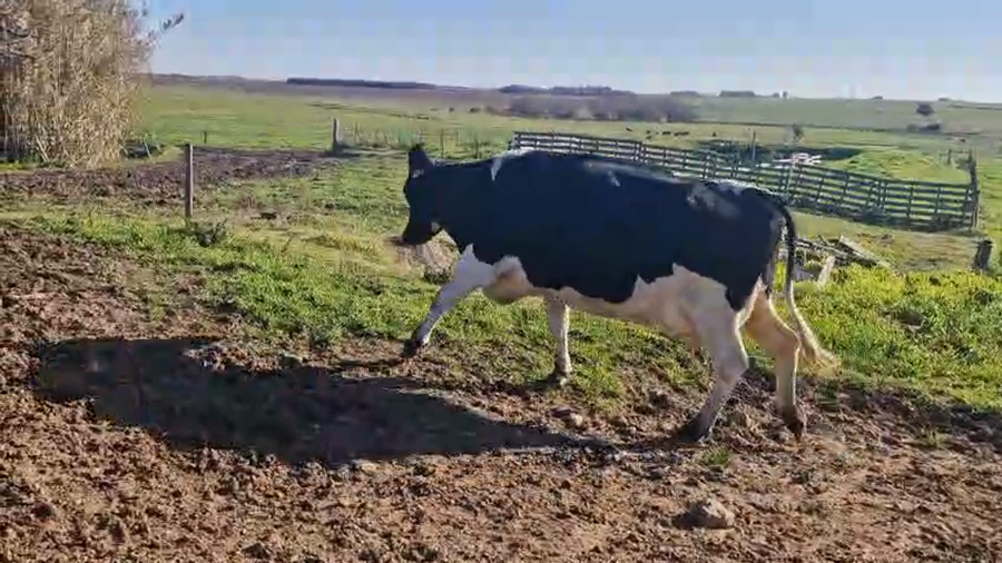 Lote 2 Vaquillonas  a remate en Pantalla Aniversario - Escritorio Camy, San José