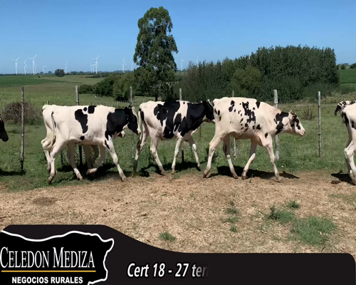 Lote (Vendido)27 Terneros Holando HO a remate en 14 remate por pantalla - Celedón 275kg - , Colonia