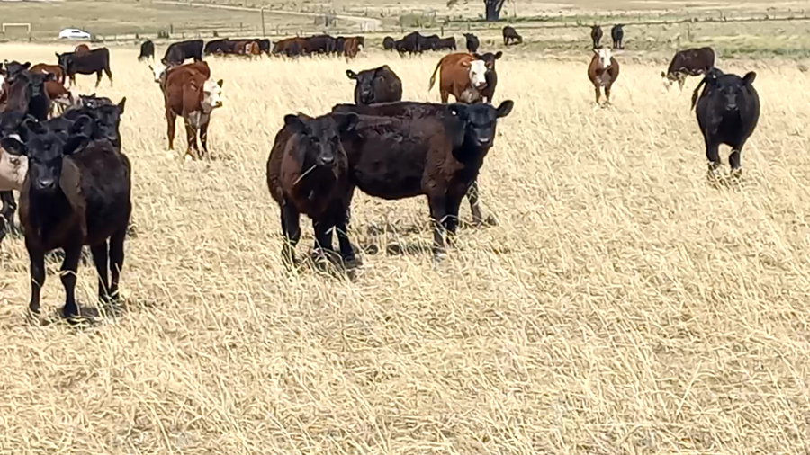 Lote 110 Terneras en Saavedra, Buenos Aires