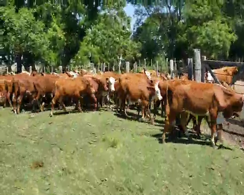 Lote 85 Terneros en Ituzaingó, Corrientes