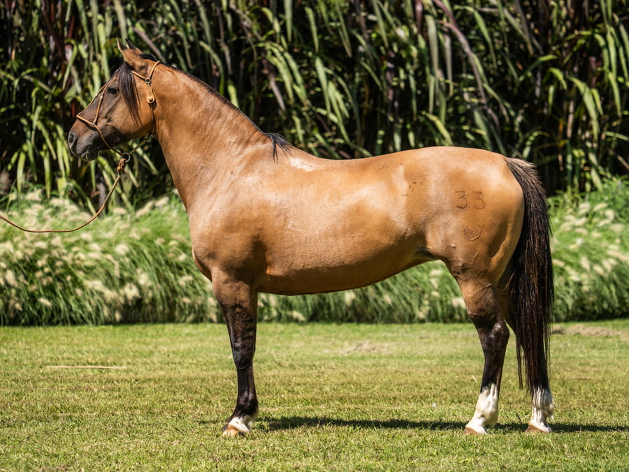 Lote Guirita Ceniza