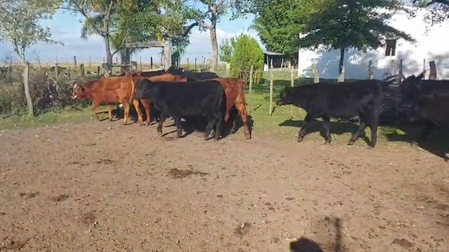 Lote 15 Terneros