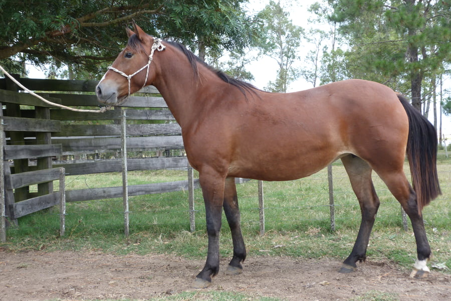Lote LUCIERNAGA ESCONDIDA