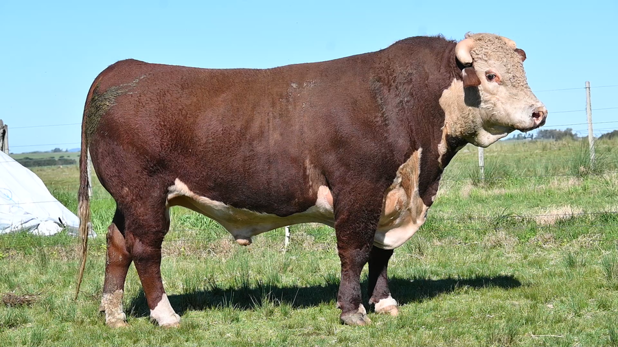 Lote 3 TOROS PEDIGREE 2 AÑOS  Y 2 AÑO Y 1/2 .