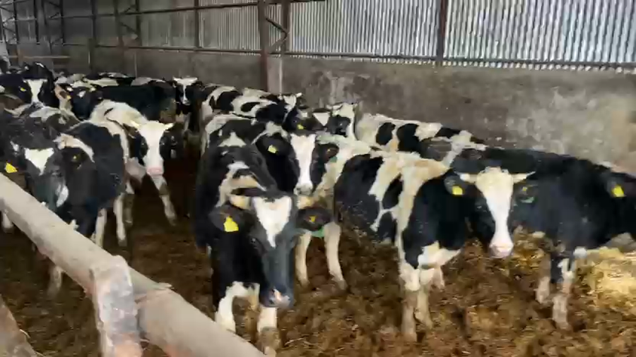 Lote 56 Novillo Engorda en Vilcún, IX Región Araucanía