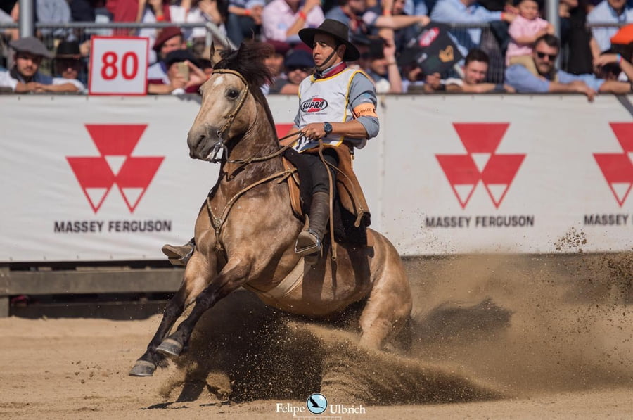 Lote EMBRIONES TARANTULA Y OLIMPICA