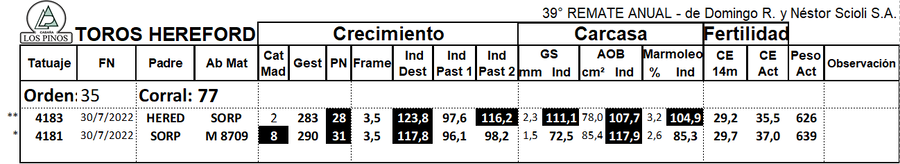 Lote TORO P. HEREFORD