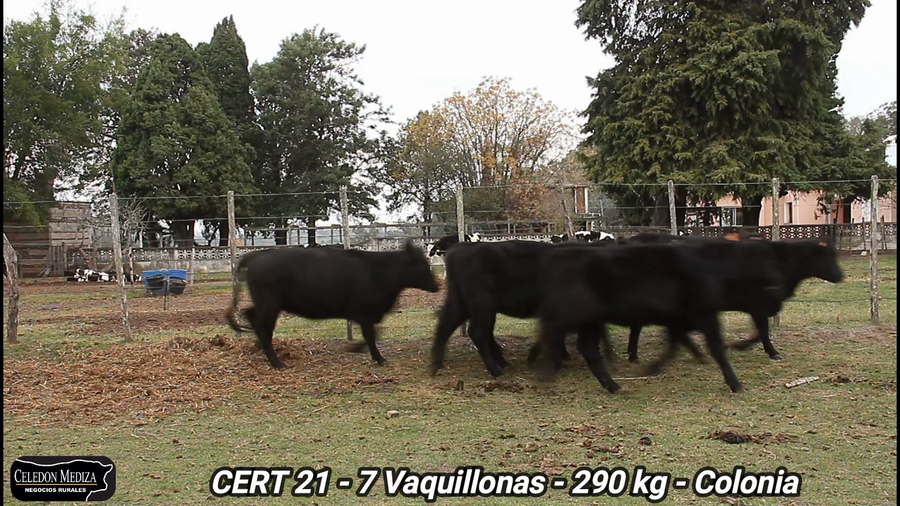 Lote 7 Vaquillonas 1 a 2 años en Colonia