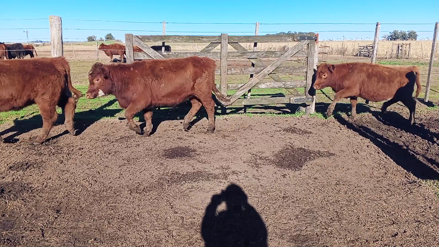Lote 40 Terneros/as en Salazar