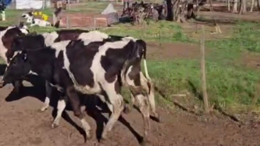 Lote 20 TERNS. HEMBRAS HOLANDO, EN PEHUAJO, BS. AS.