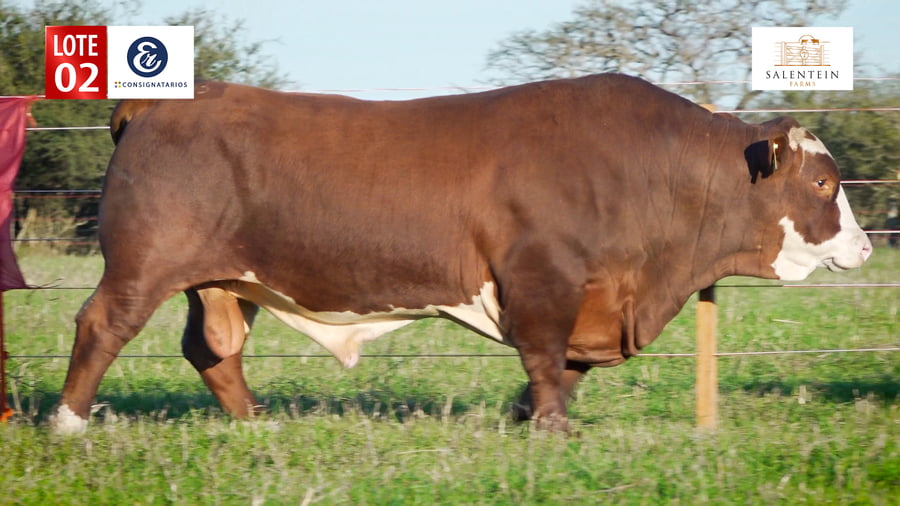 Lote LOTE 2 - TORO BRAFORD NO. 2