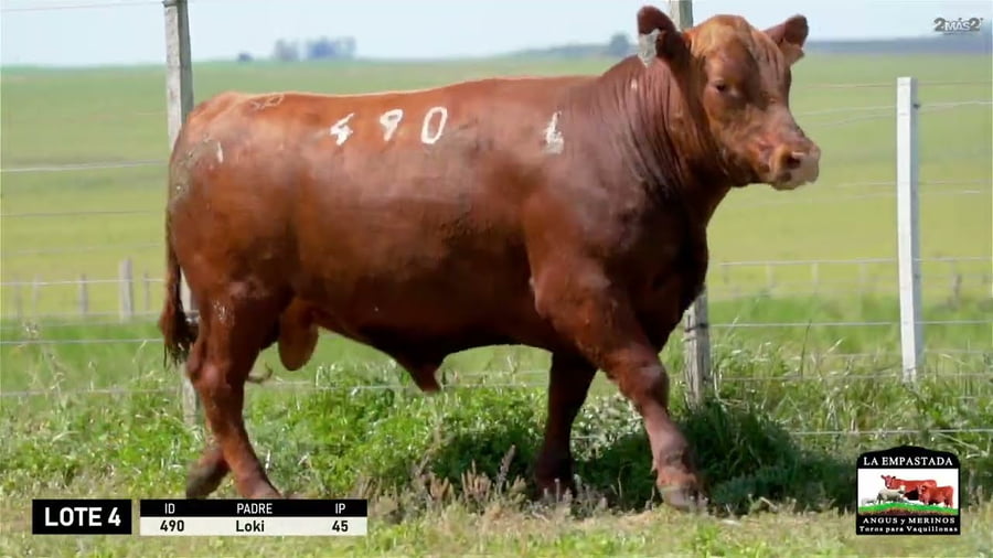 Lote 3 Toros a remate en Red Angus de La Empastada + Feria , Salto