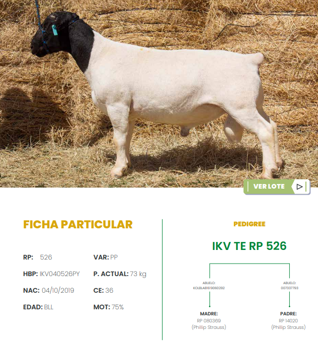 Lote LOTE 19