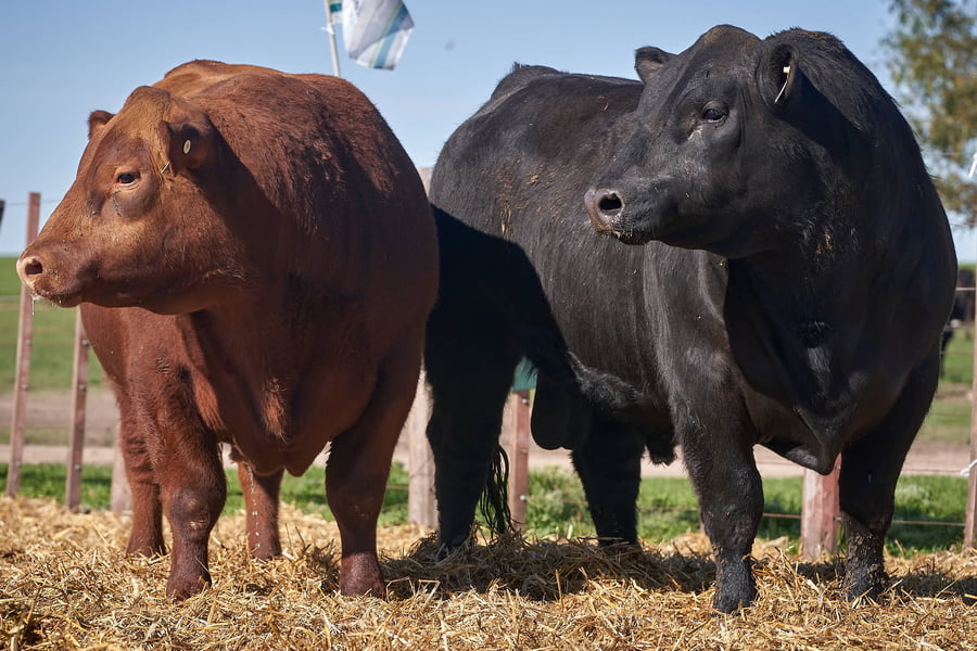 Lote "TRES MOLINOS" TOROS P.C