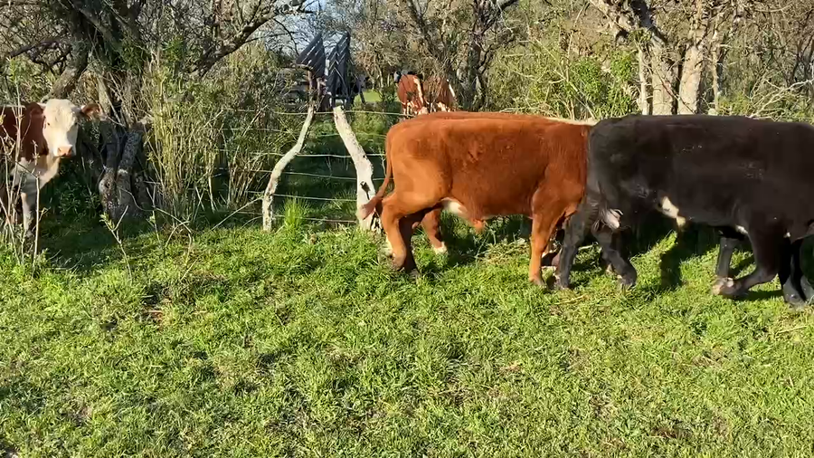 Lote 30 Novillitos en Maciá, Entre Ríos