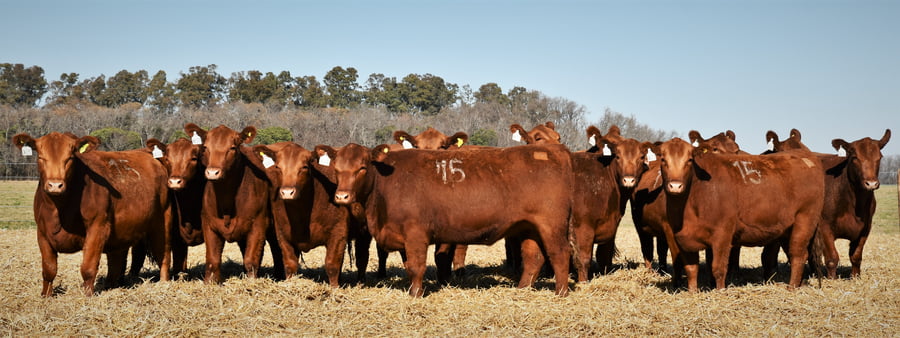 Lote Vaquillonas Angus PC Otoño