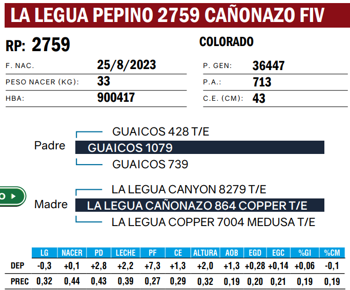 Lote TOROS ANGUS  PP