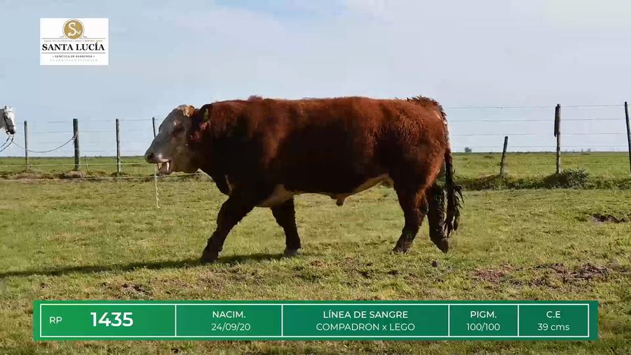 Lote TOROS HEREFORD