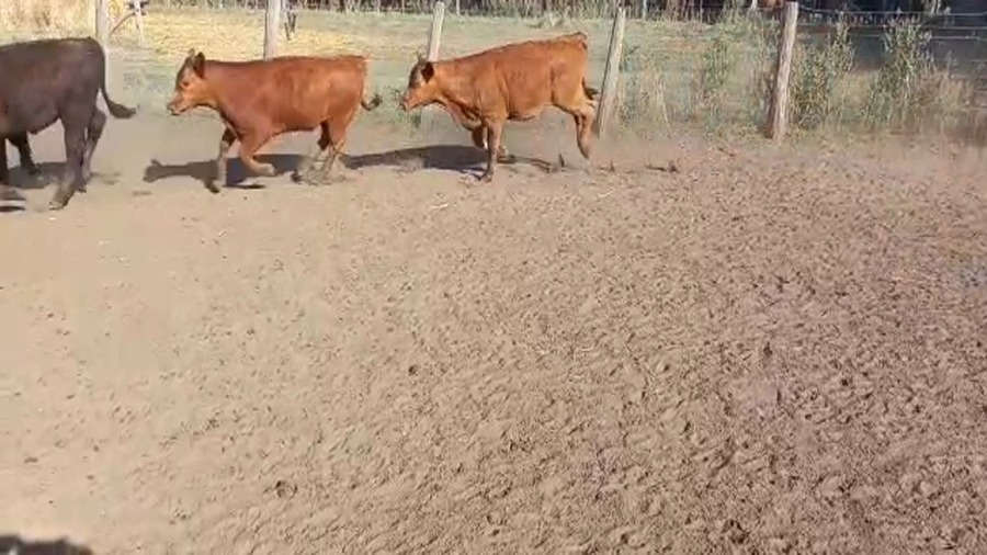 Lote 70 Terneros en Buenos Aires, Guaminí