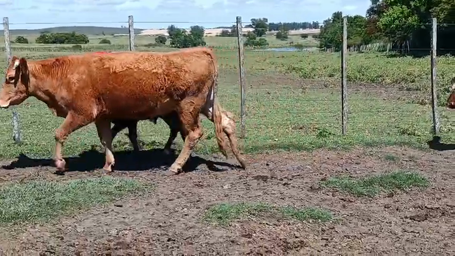 Lote 16 Piezas de cría a remate en Pantalla Camy 360kg - , San José