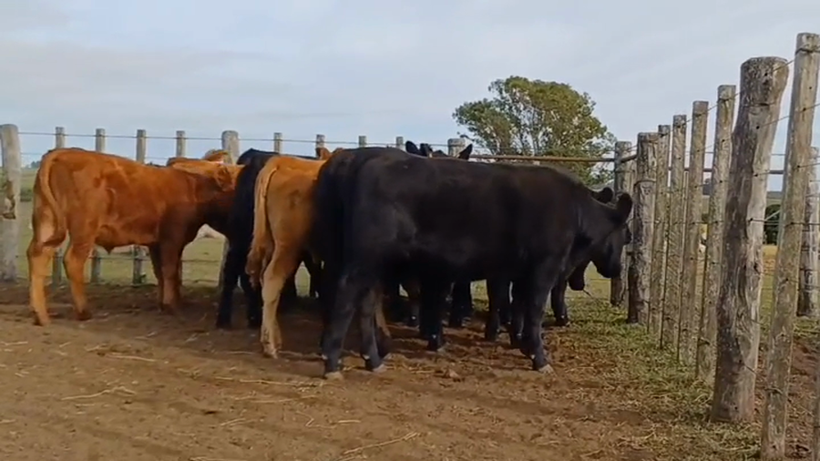 Lote 12 Terneros 3 RED ANGUS /  9 ANGUS a remate en #44 Pantalla Carmelo 230kg -  en COQUIMBO