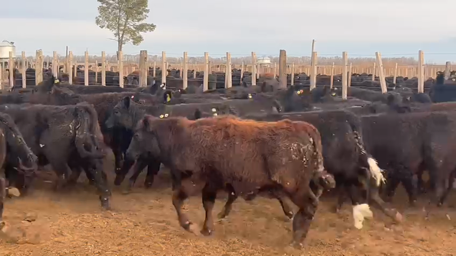 Lote 68 Terneras en América, Buenos Aires