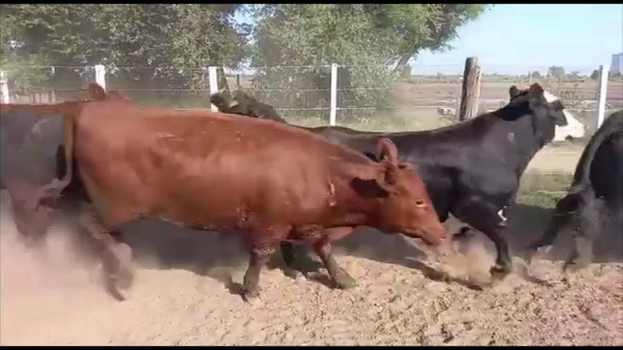 Lote 43 Novillitos/Vaquillonas