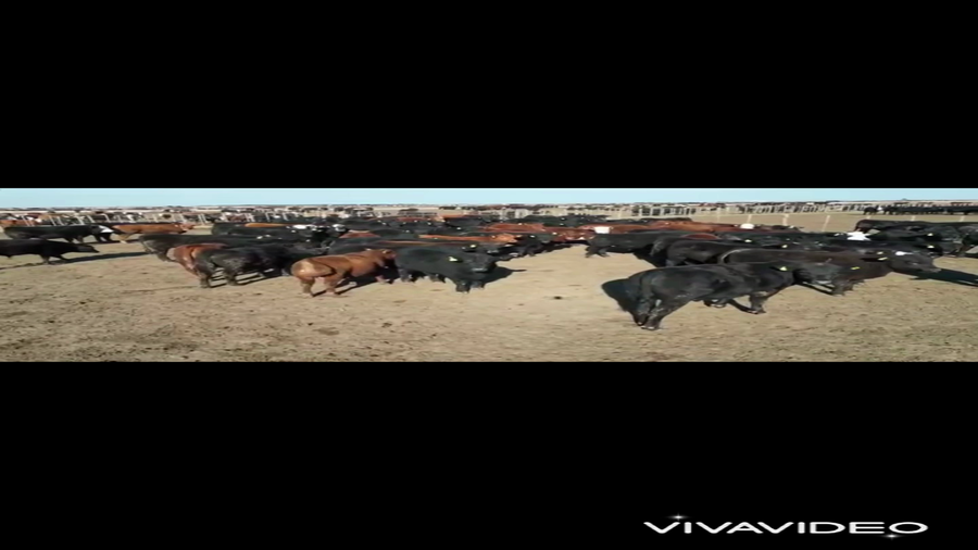 Lote 120 Novillitos