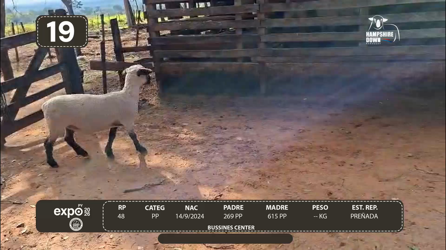 Lote LOTE 19 - CAMPO