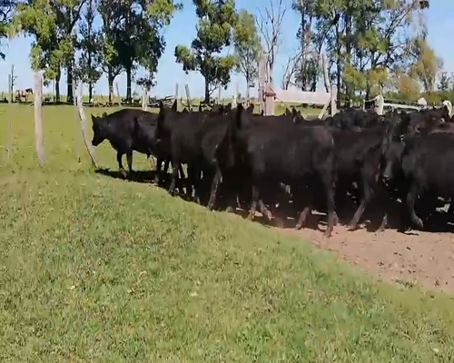 Lote 40 Terneros en Federal, Entre Ríos