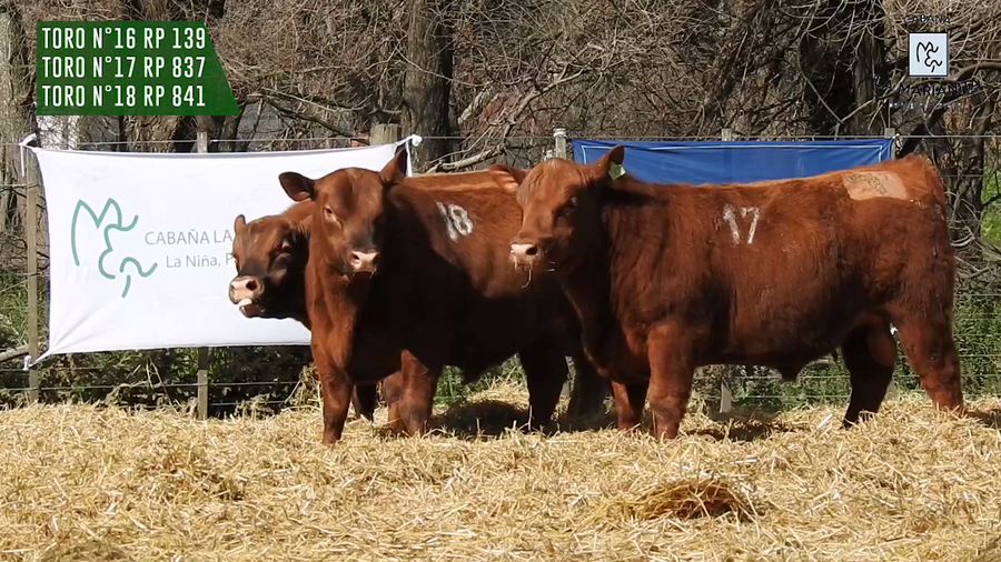 Lote "Cabaña ""La Marianita"" Toros Angus PC"