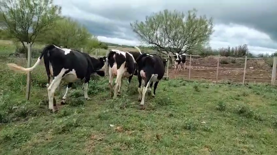 Lote 4 Vaquillonas  a remate en Pantalla Camy, San José