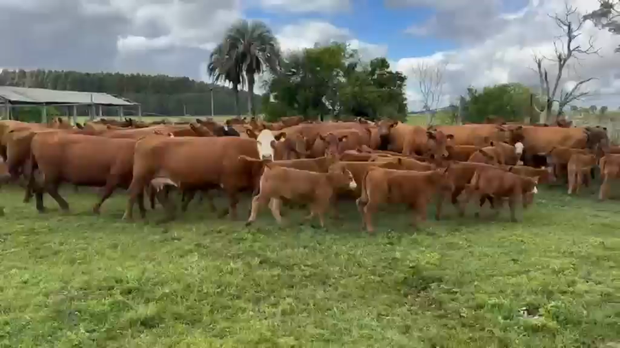 Lote 119 Vacas con Cría