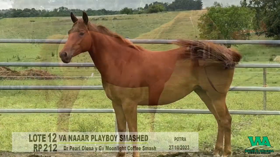 Lote VA NAAAR PLAYBOY SMASHED