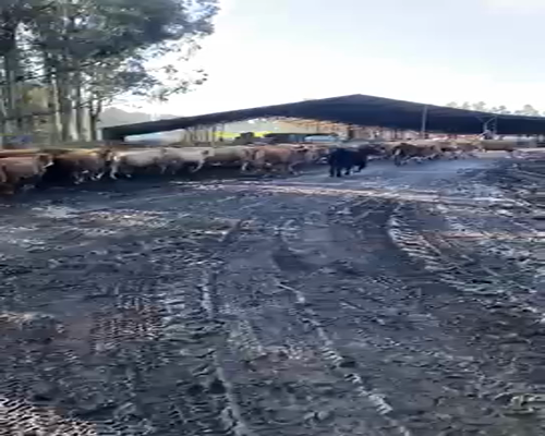 Lote 45 Ternero en Traiguén, IX Región Araucanía