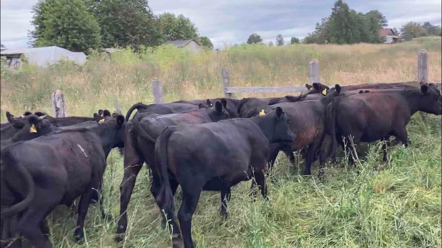 Lote 23 Vaquilla Engorda en Río Negro, X Región Los Lagos