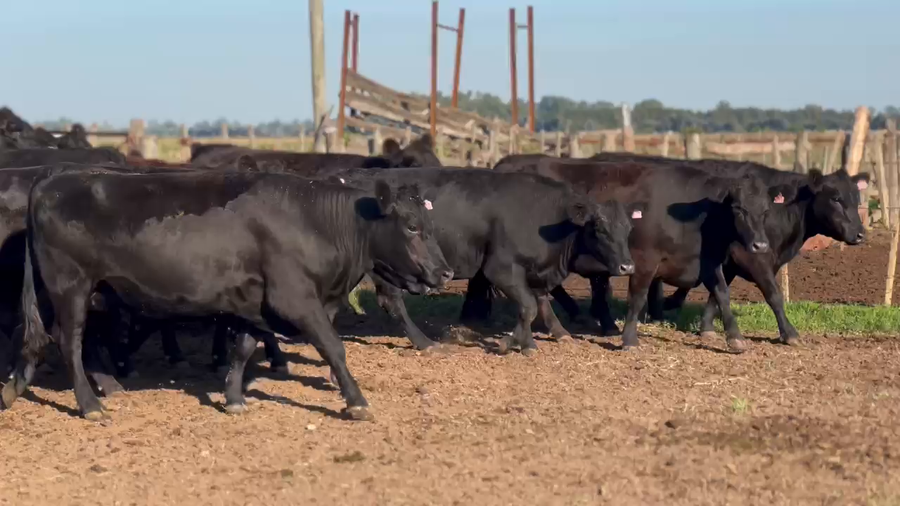 Lote 32 Vaquillonas PC preñadas