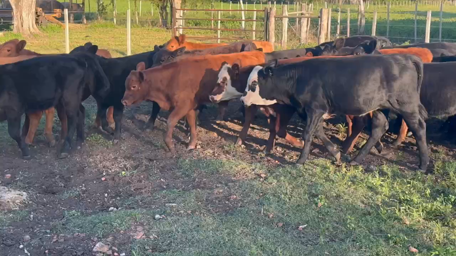 Lote 65 Terneros/as en Durazno, Entre Ríos