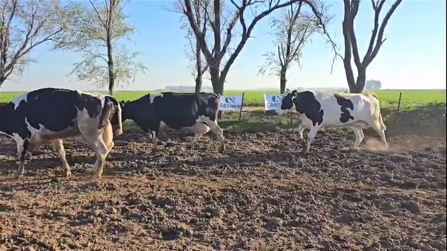 Lote 30 Vacas p/ Faena