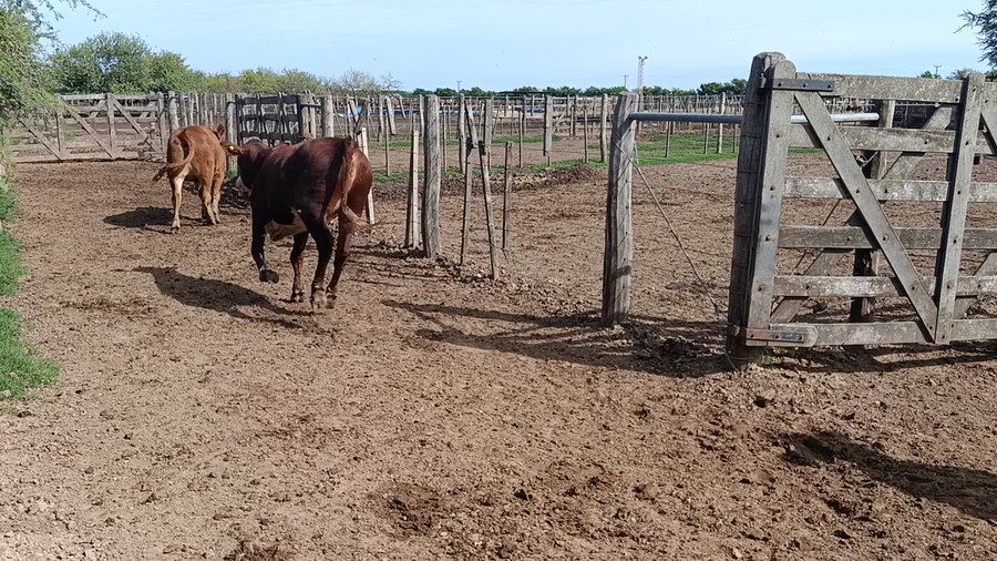 Lote 45 Novillitos y vaquillonas Braford en Cululú, Santa Fe