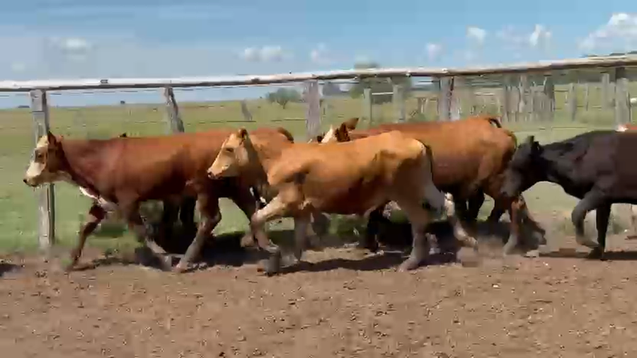 Lote 25 Terneros en Corrientes, Paso de Los Libres