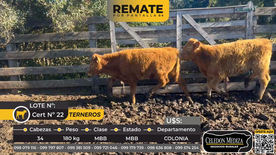 Lote 34 Terneros en ruta 52 a 16 km de Nueva Helvecia, Colonia