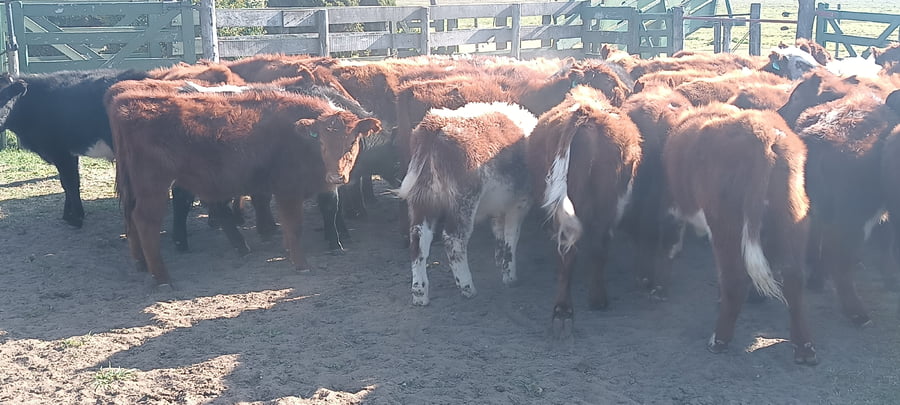 Lote 37 Terneros en 30 de Agosto