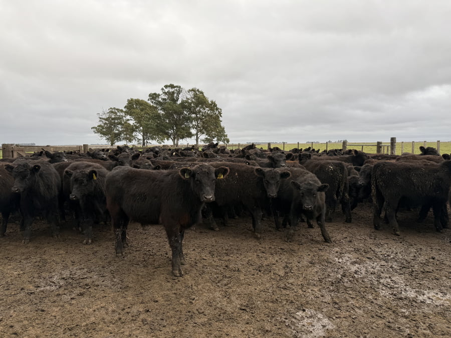 Lote 67 Terneros en Coronel Dorrego